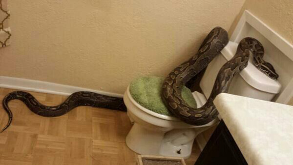 Snake on Toilet Snake on Toilet